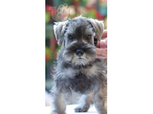 Μινιατούρα Schnauzers πιπέρι και αλάτι